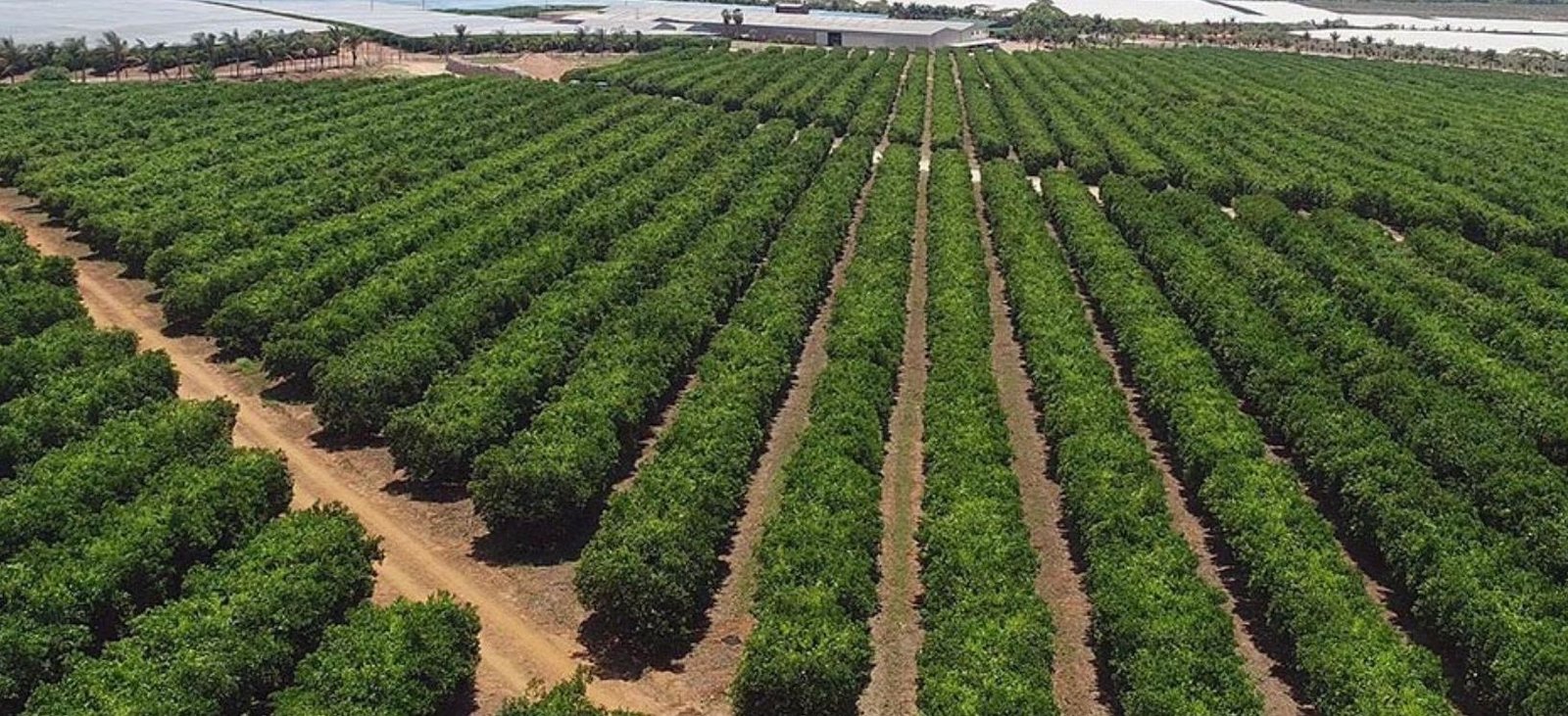 Selebi-Phikwe-Citrus-Fruit-Farm