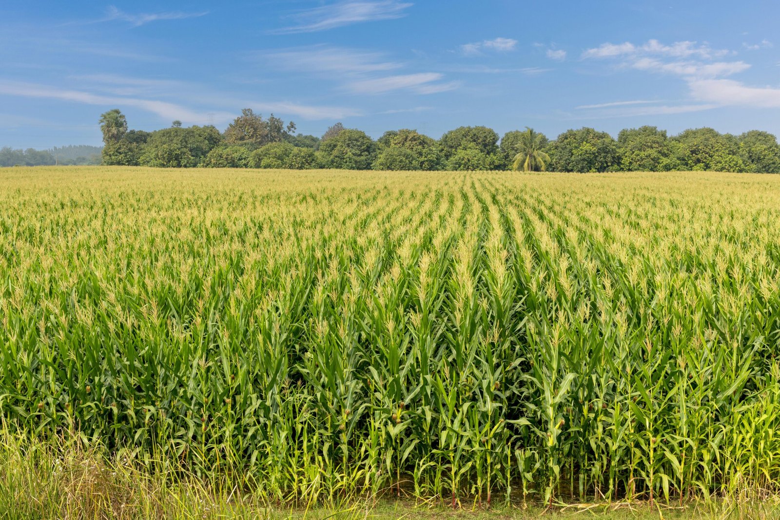 Thriving-Corn-Field-scaled