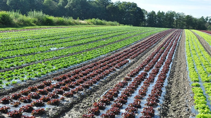 Zimbabwe is expanding horticultural exports to China as zero-tariff access approaches and Chinese buyers step up interest in local produce. Image Credit : The Herald, Zimbabwe