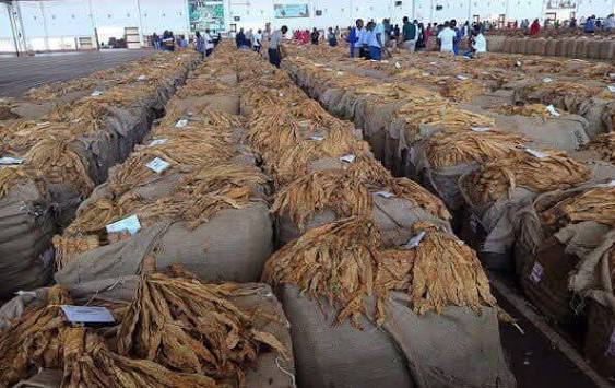 Tobacco at auction floors in Malawi during the 2026 marketing season as earnings and average prices decline.