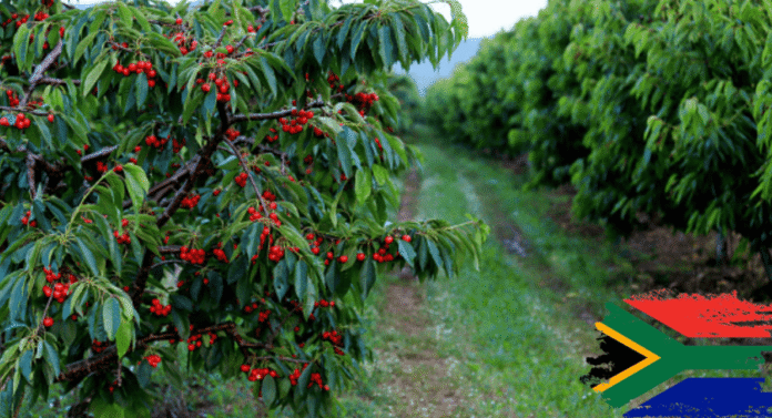 Cherry trees growing in an orchard in South Africa, as local farmers prepare to expand cherry exports to China's agricultural market.